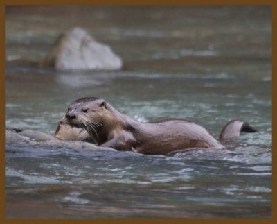 river otter-2-2-14-383b.JPG