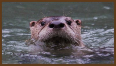river otter-2-2-14-416c2b.JPG