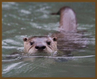 river otter-2-2-14-409b.JPG