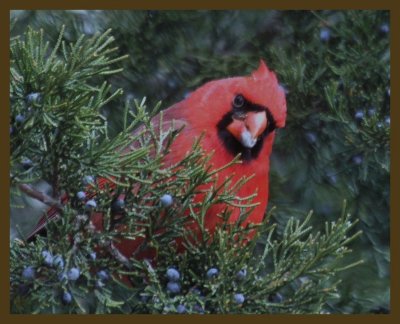 cardinal-2-10-14-448b.JPG
