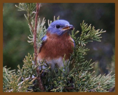 eastern bluebird-2-10-14-313b.JPG