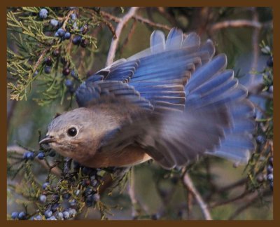 eastern bluebird-2-17-14-682b.JPG