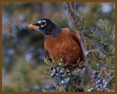 american robin-2-9-14-841b.JPG
