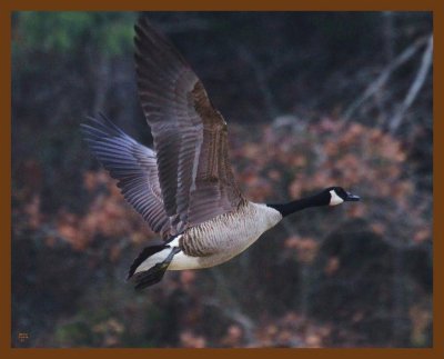 canada goose-2-19-14-482b.JPG