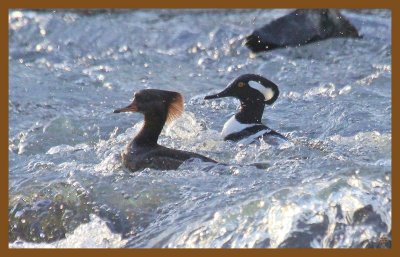 hooded mergansers-2-22-14-756c2b.JPG