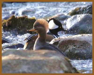 hooded mergansers-2-22-14-793b.JPG