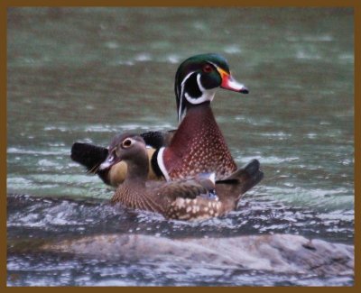 wood ducks-2-1-14-176b.JPG