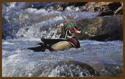 wood duck-2-26-14-135c2b.JPG