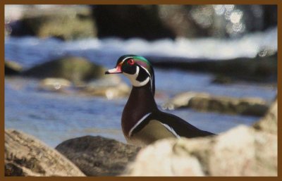 wood duck-2-26-14-121c2b.JPG