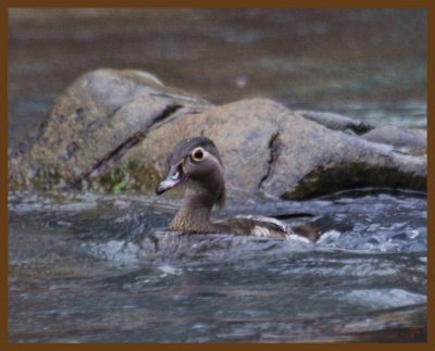 wood duck-2-1-14-229b.JPG