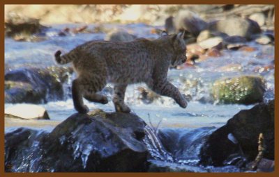 bob-kitty-2-27-14-403c2b.JPG