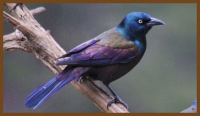 common grackle-2-7-14-764c2b.JPG