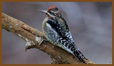 yellow-bellied sapsucker-2-7-14-700c2b.JPG