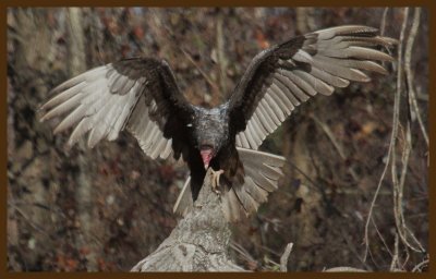 turkey vulture-2-27-14-370c2b.JPG