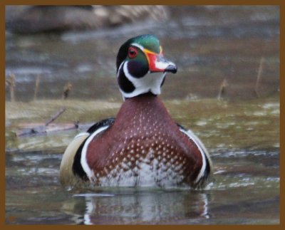 wood duck-2-1-14-194b.JPG