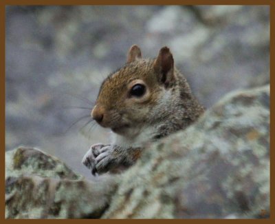 gray squirrel 2-2-14-344b.JPG