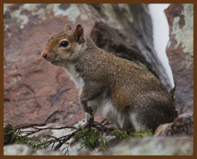gray squirrel 2-2-14-326b.JPG