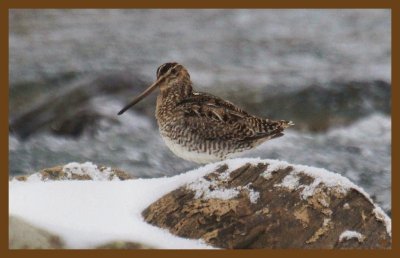 wilsons snipe-3-4-14-166c2b.JPG