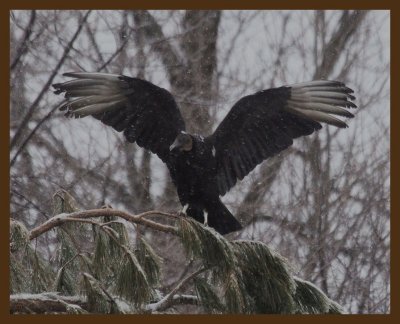 black vulture-3-3-14-829b.JPG