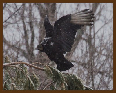black vulture-3-3-14-833b.JPG