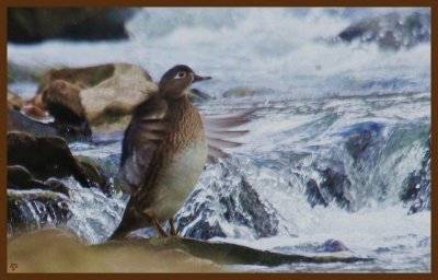 wood duck-3-14-14-738c2b.JPG