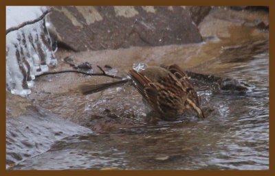 white-throated sparrow-3-4-14-346c2b.JPG