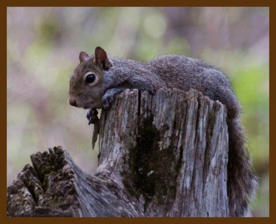 gray squirrel 4-20-14-781b.JPG