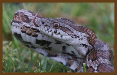 great plains ratsnake 5-9-14-844c2b.JPG