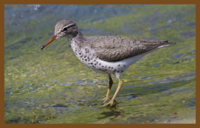 spotted sandpiper-5-4-14-216c2b.JPG