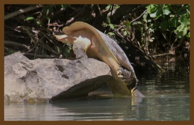 spiny softshell-5-4-14-480c2b.JPG