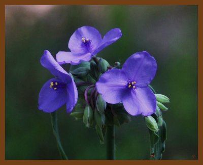 blue spiderwort-5-22-14-898b.JPG