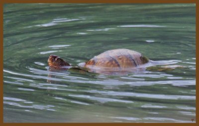 3-toed box turtle 5-7-14-334c2b.JPG