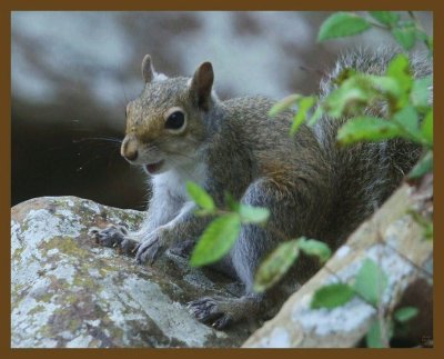 gray squirrel 5-8-14-827b.JPG