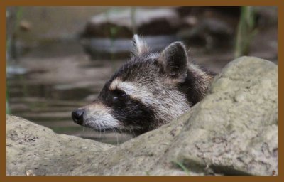 raccoon 5-26-14-345c2b.JPG