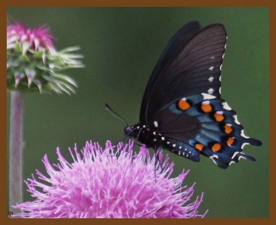 pipevine swallowtail 5-31-14-504b.JPG