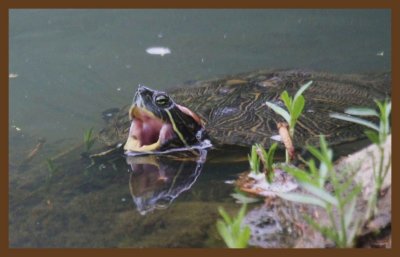 red-eared slider 5-8-14-807c2b.JPG