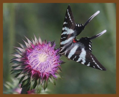 zebra swallowtail 6-3-14-003b.JPG