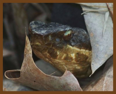 cottonmouth-6-1-14-791b.JPG