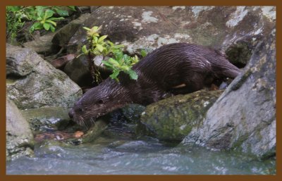 river otter-6-1-14-641c2b.JPG