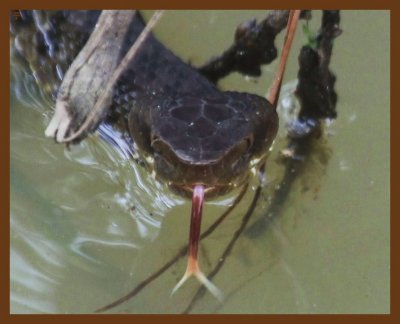 cottonmouth-6-5-14-844b.JPG