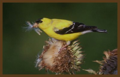 american goldfinch 6-4-14-481c2b.JPG