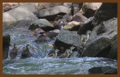 wood ducks 6-15-14-298c2b.JPG