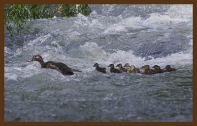 wood ducks 6-15-14-418c2b.JPG