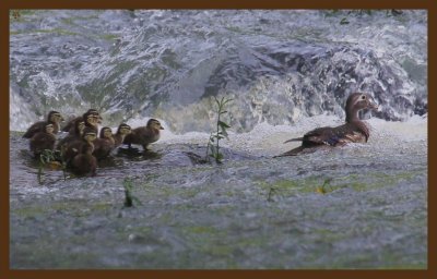 wood ducks 6-15-14-428c2b.JPG