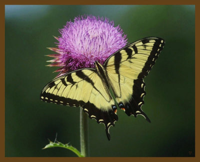 eastern tiger swallowtail 6-4-14-215b.JPG