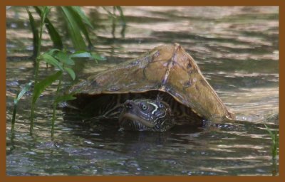 mississippi map turtle-6-17-14-634c2b.JPG