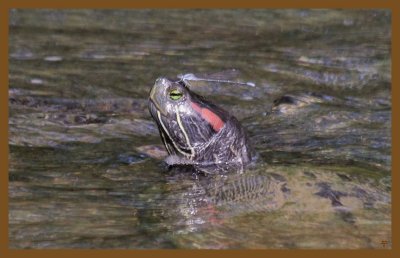 red-eared slider-6-22-14-213c2b.JPG