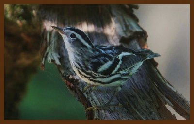 black and white warbler-6-18-14-078c2b.JPG