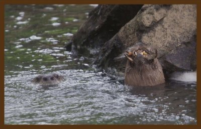 river otters-6-25-14-091c2b.JPG