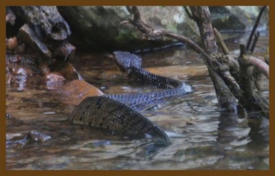 cottonmouth-6-26-14-963c2b.JPG